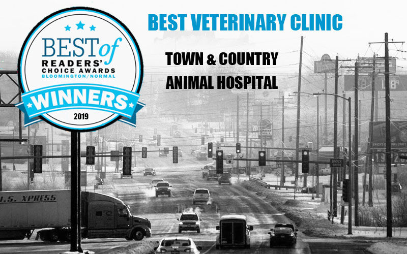 Best Veterinary Clinic